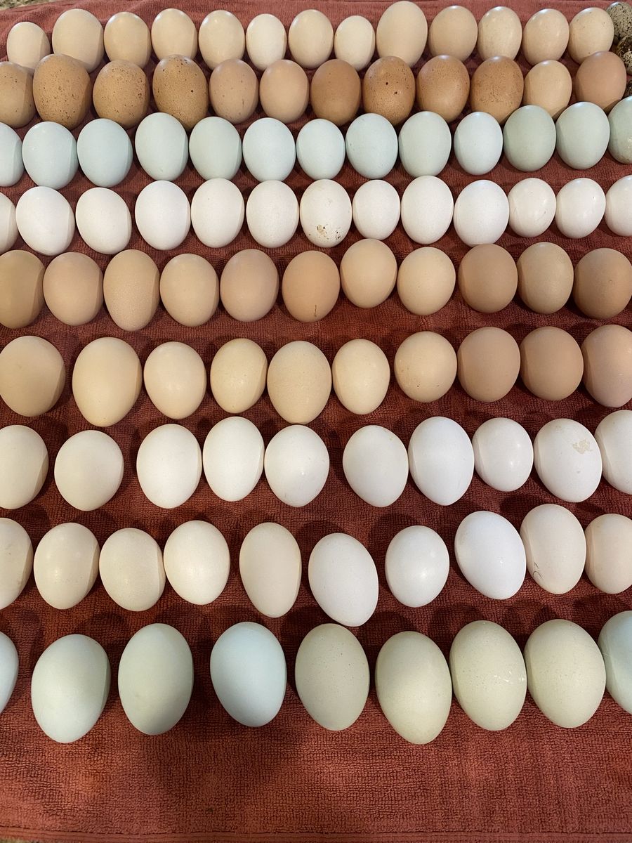 Eggs for Eating