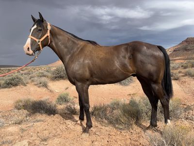 AQHA 5 year old Gelding