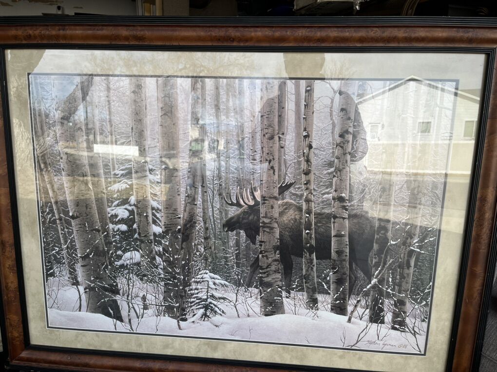 Moose Walk In The Woods