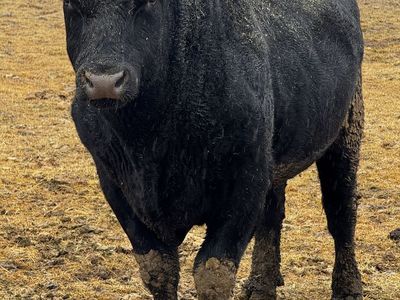 Black Angus Bull