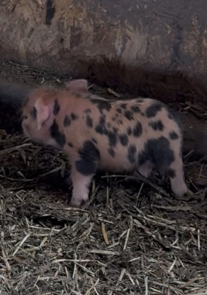 Kunekune Piglets