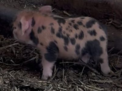 Kunekune Piglets