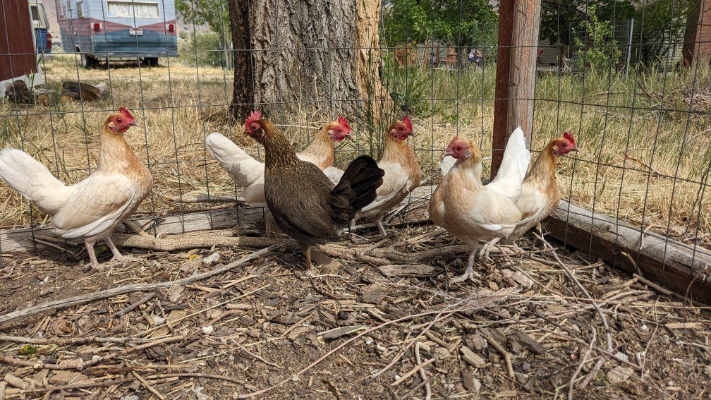 Laying Bantam Hens in Pocatello