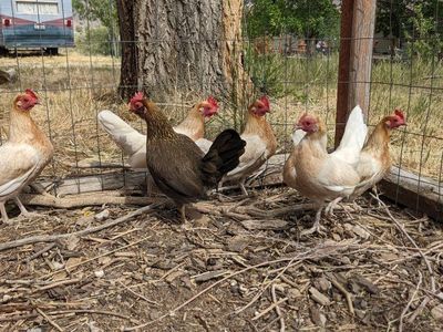 Laying Bantam Hens in Pocatello