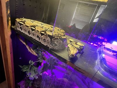BCI Red Tail Boa in need of a good home