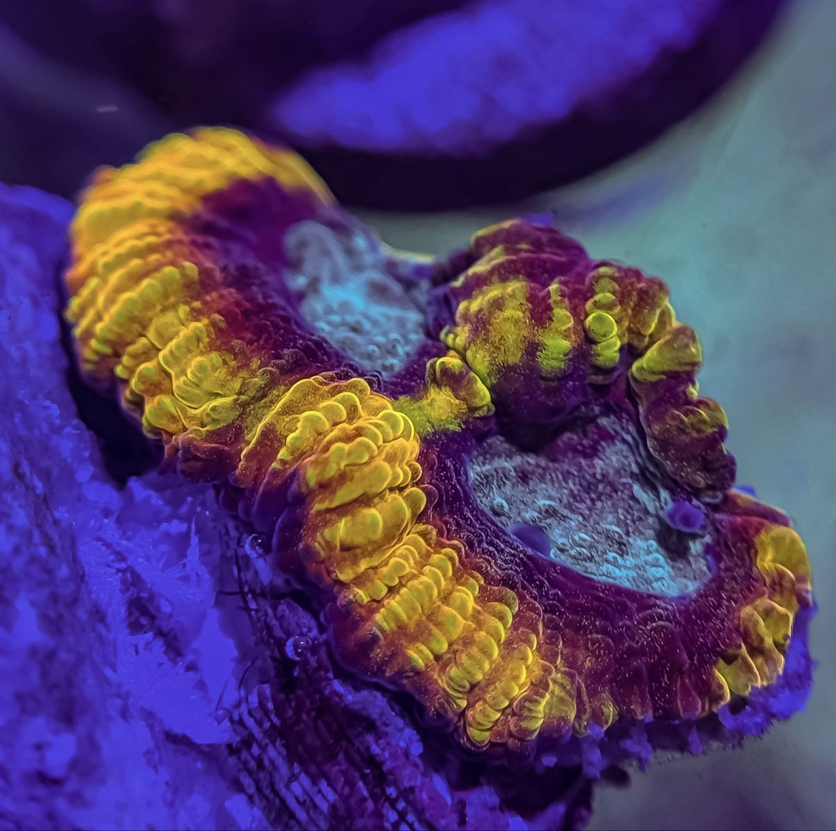 Cheap frags