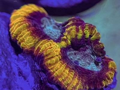 Cheap frags