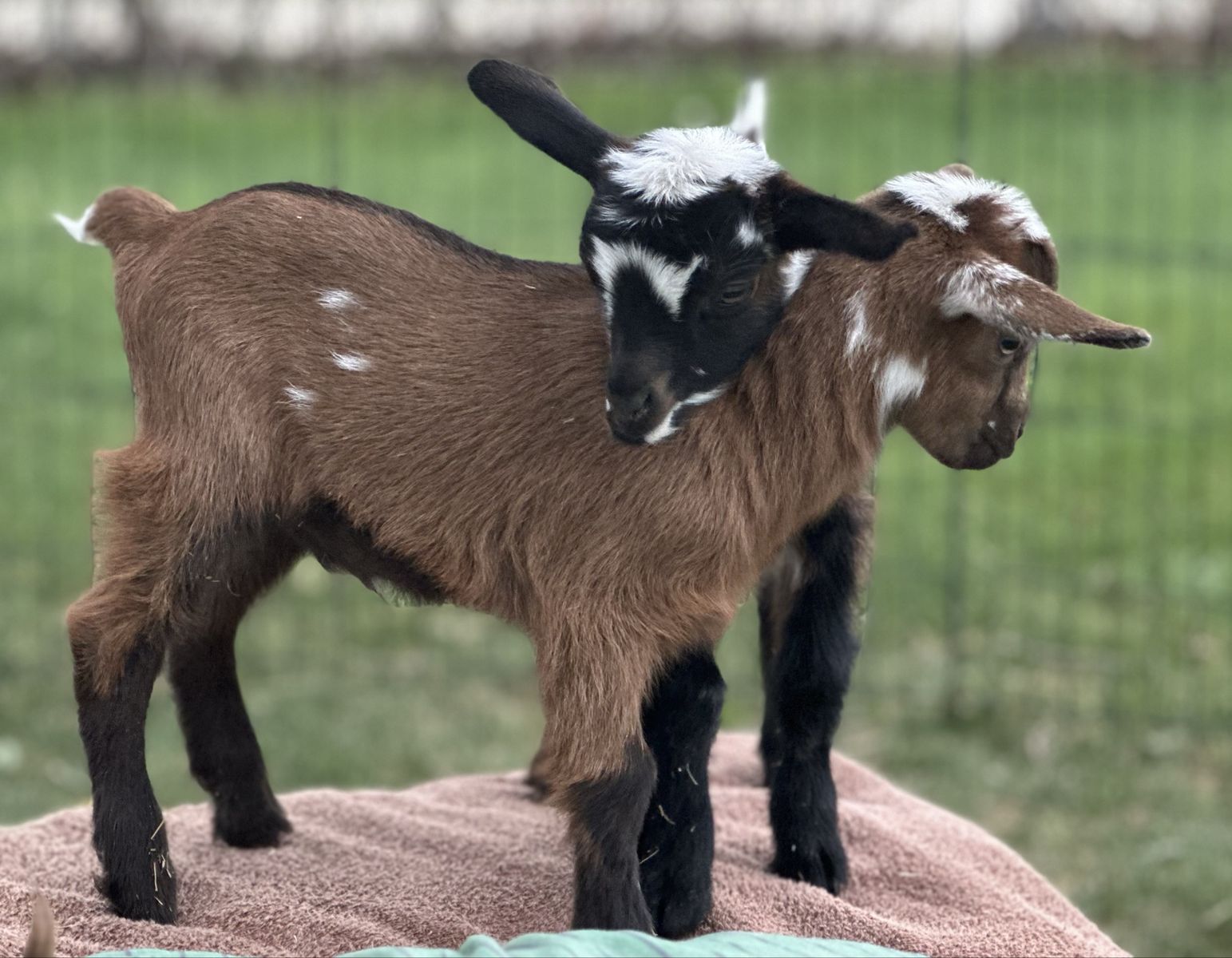 Baby Nigerian Dwarf Goats