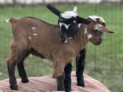 Baby Nigerian Dwarf Goats