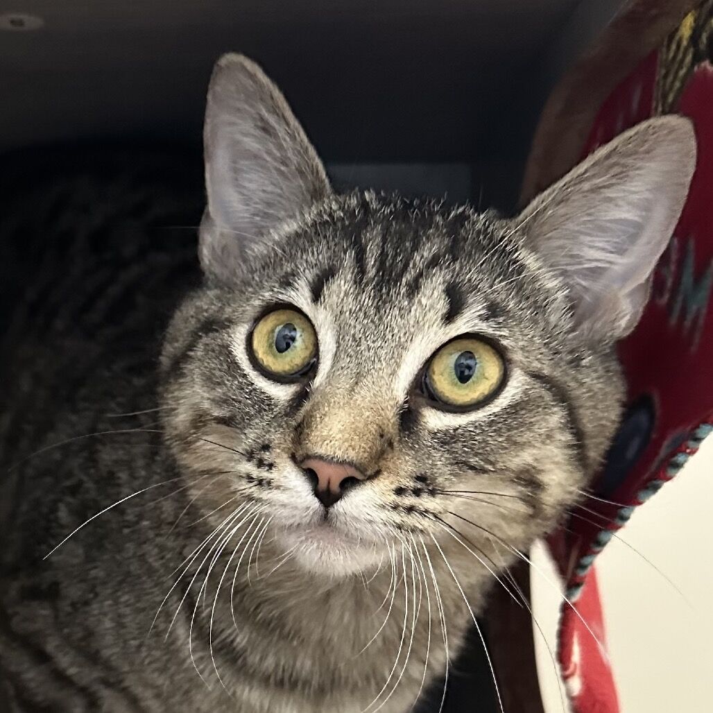 Hello my name is Biscoff