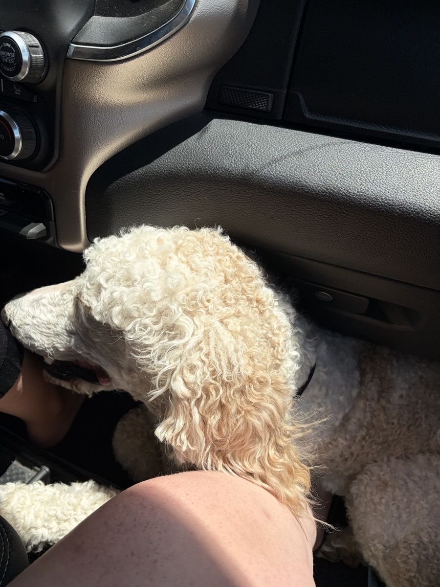 Standard Poodle Dog