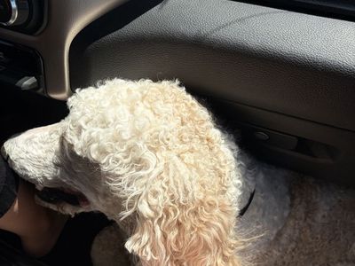 Standard Poodle Dog