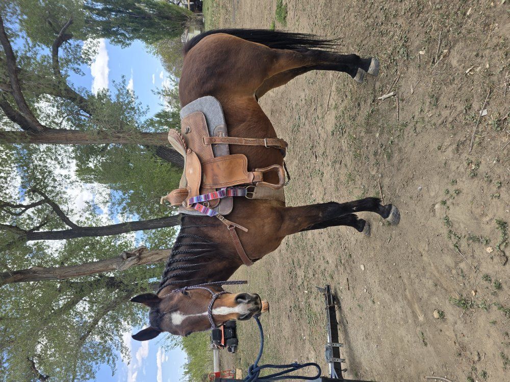 Very Amazing Gelding!