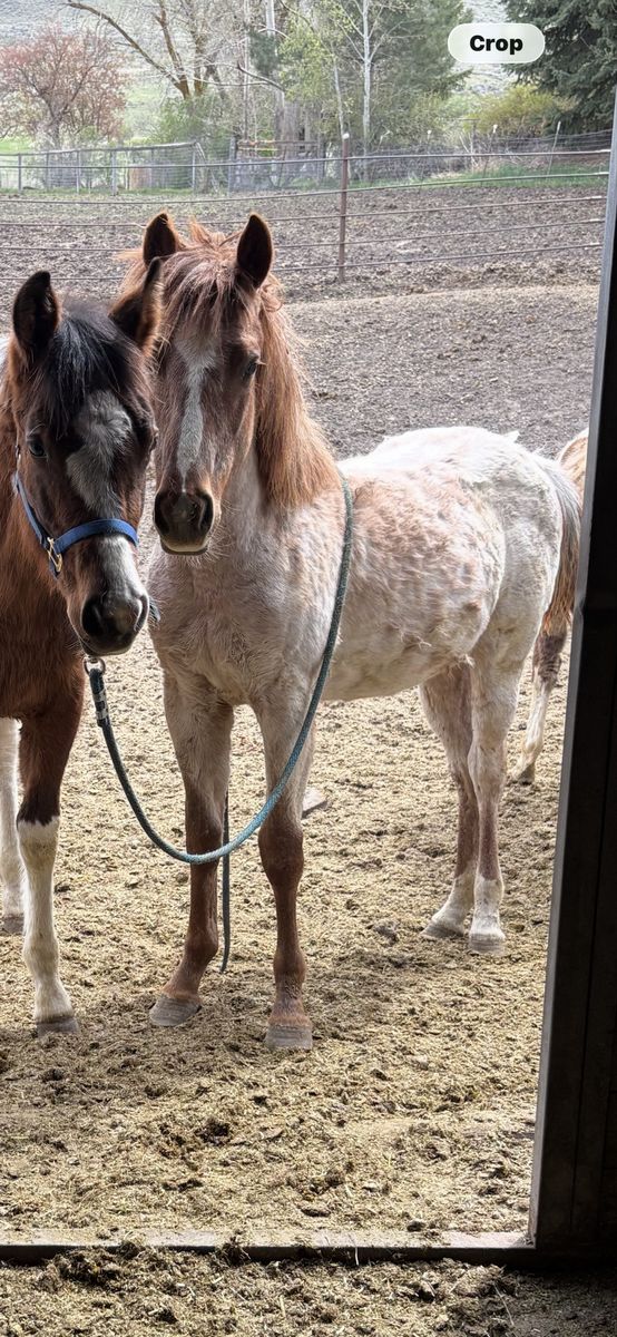 Red Roan Grade Yearling “Strawberry”- Project