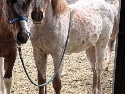 Red Roan Grade Yearling “Strawberry”- Project