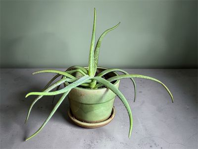 Beautiful Live Aloe Vera Plant in Pot Easy Care