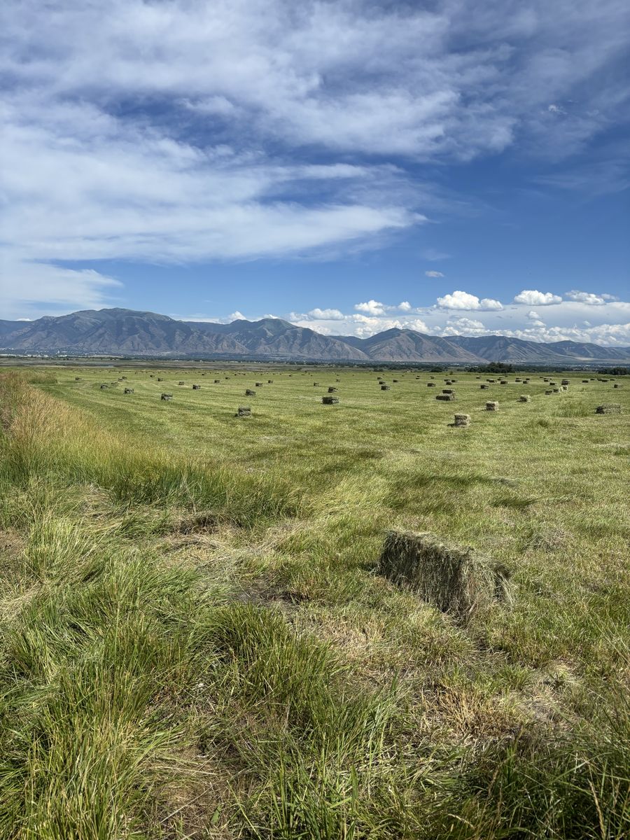 Good Grass Hay for Sale