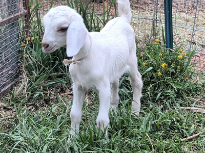 Baby Goat, Doe