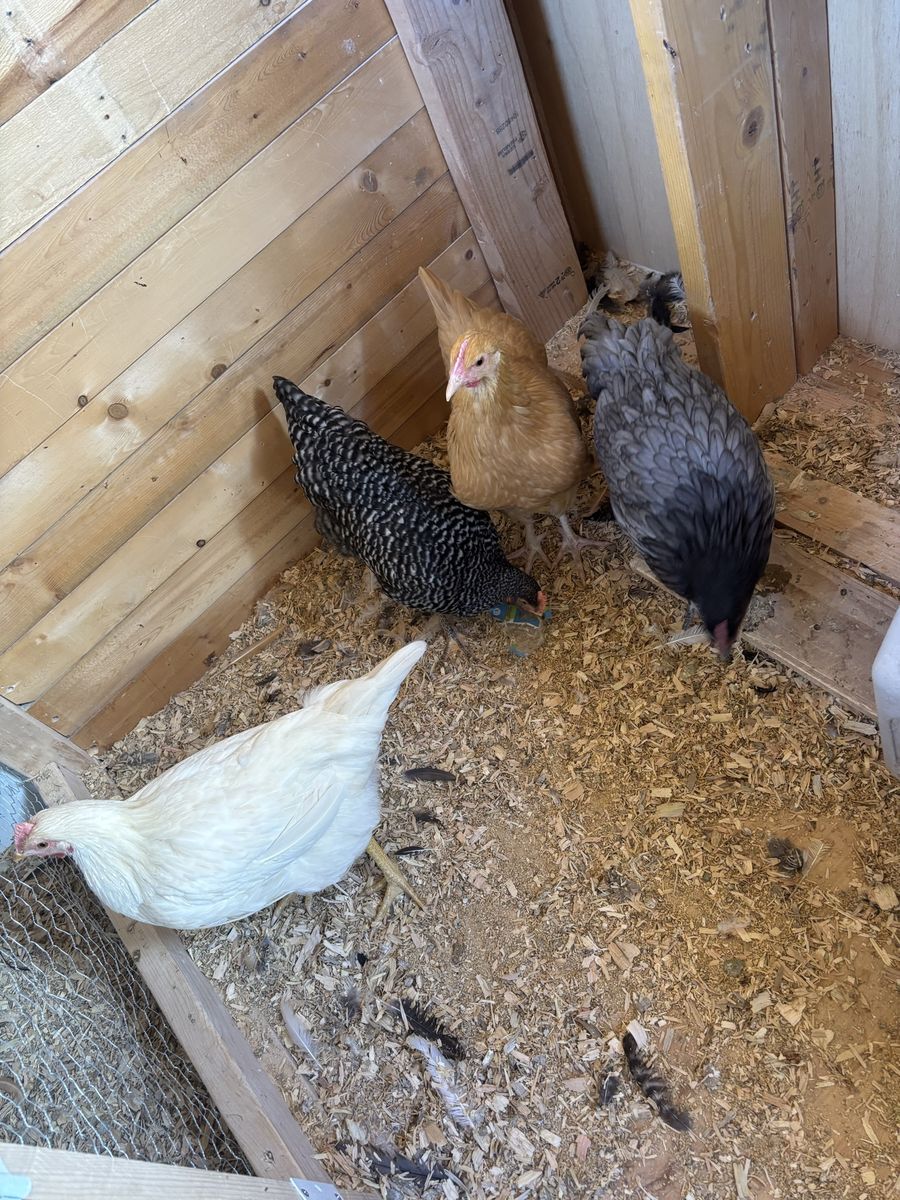 Pullets Hens Chickens