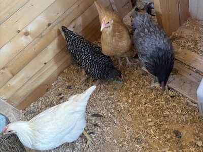 Pullets Hens Chickens