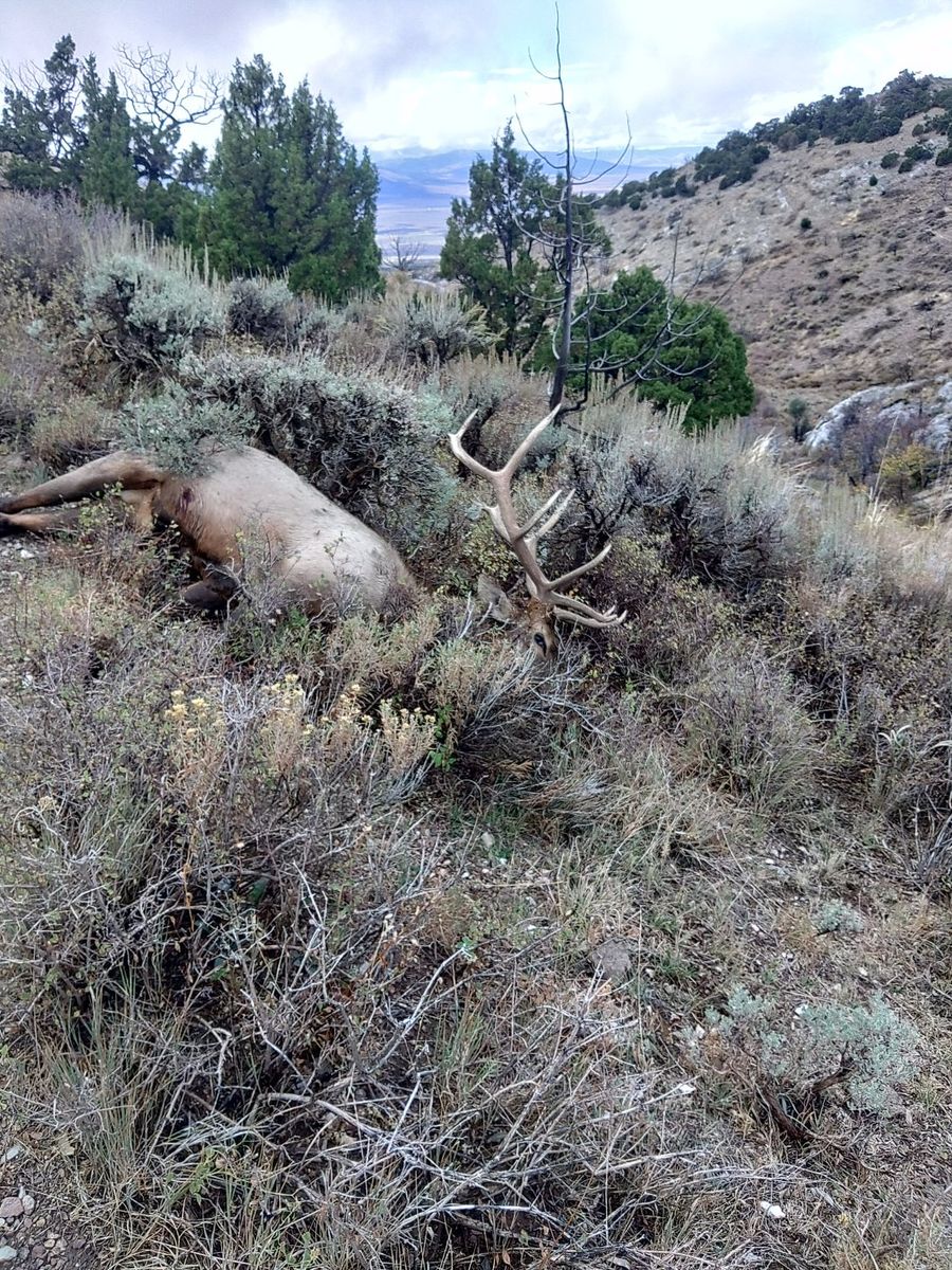 cow elk mitigation vouchers