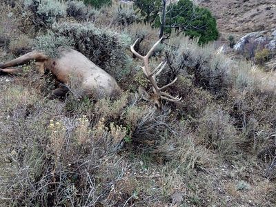 cow elk mitigation vouchers
