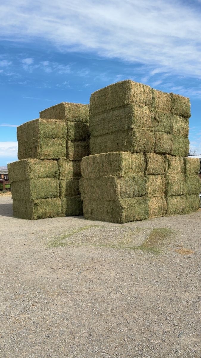 Alfalfa hay