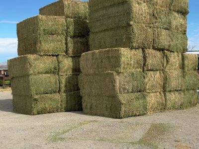 Alfalfa hay