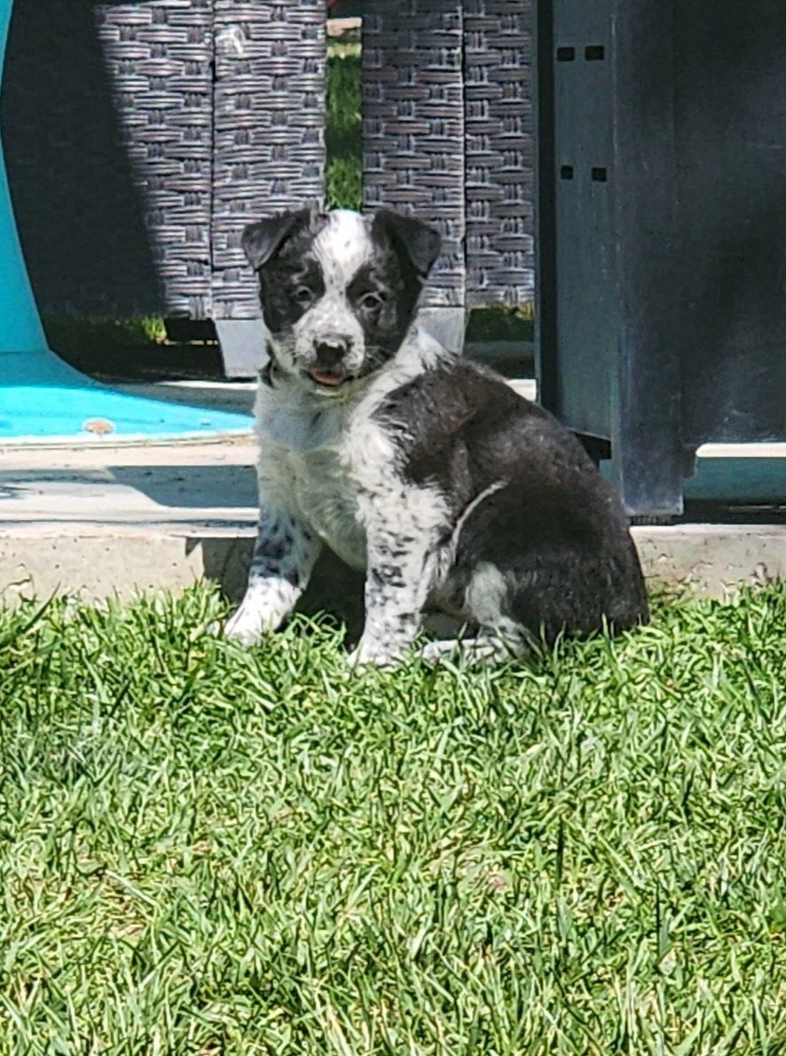 Heeler