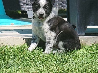 Heeler