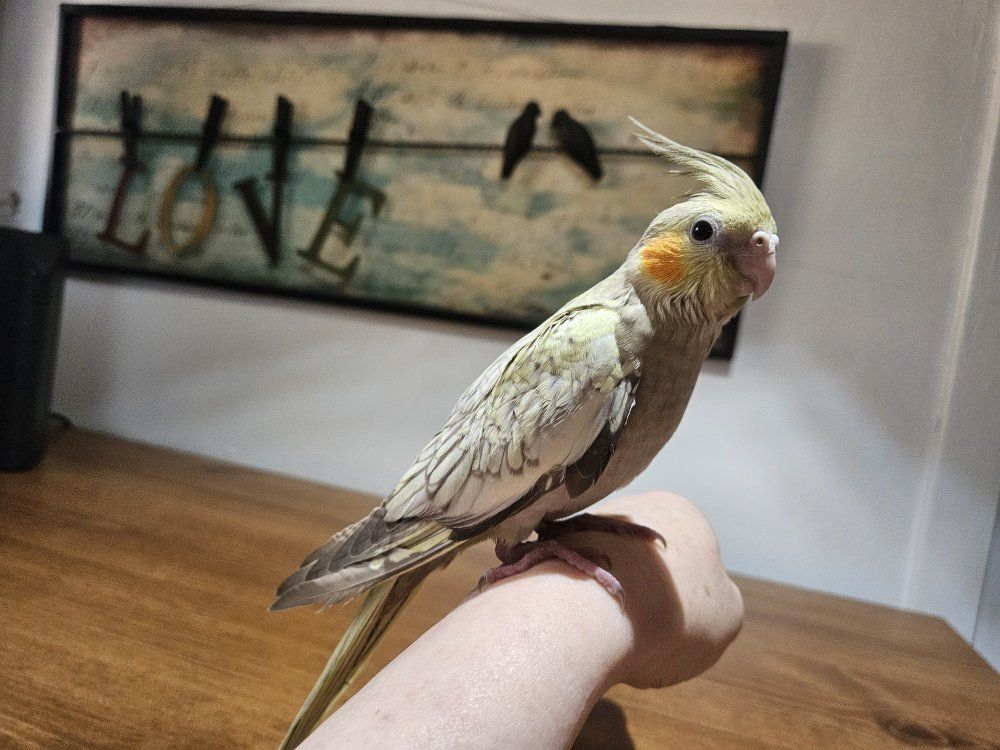 Tame Baby Pearl Cockatiel