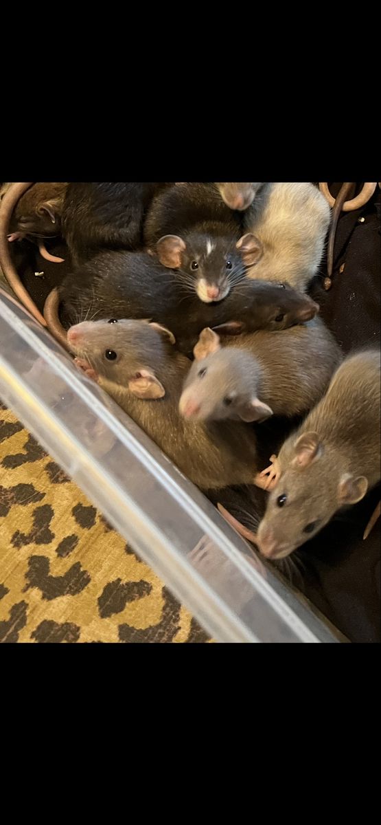 Baby rats
