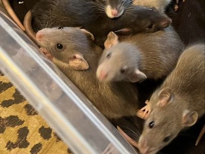 Baby rats
