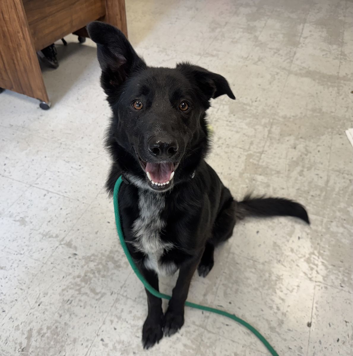A162318 Finn is Available for Adoption!