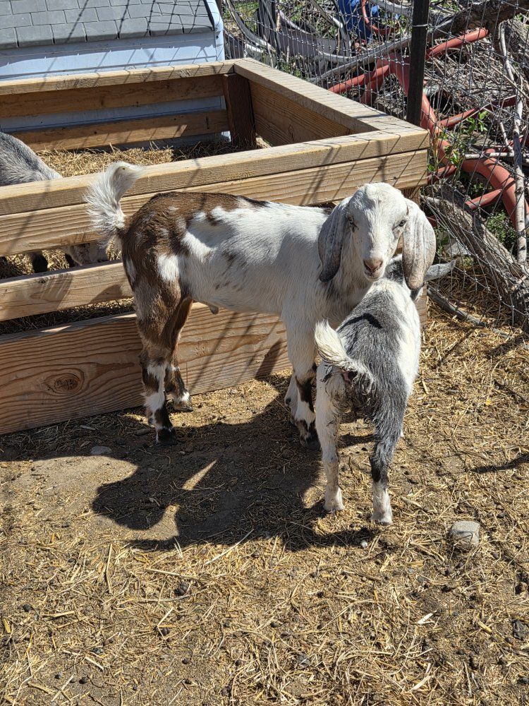 nubian goats