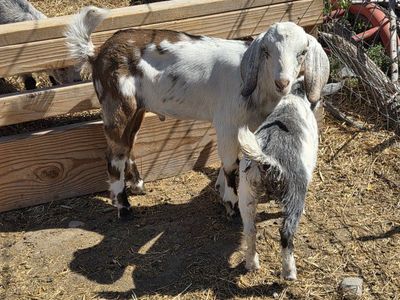 nubian goats