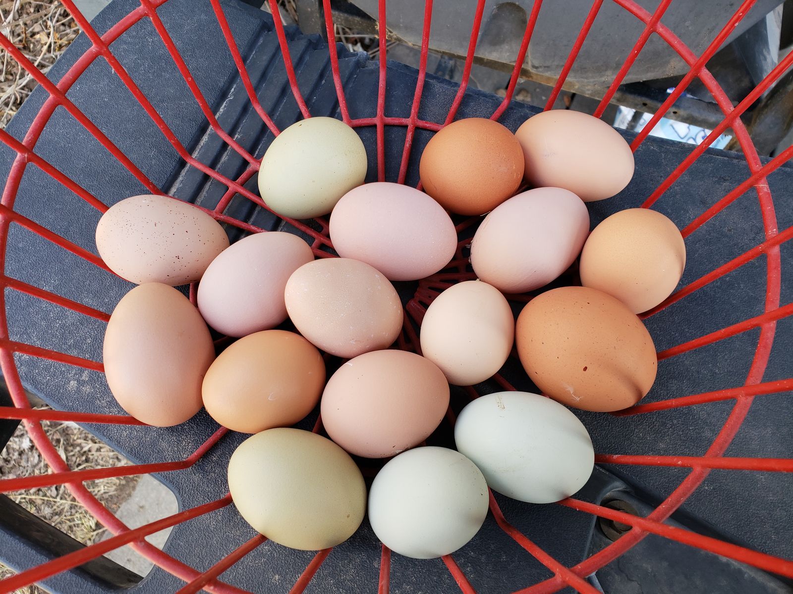 EGGS