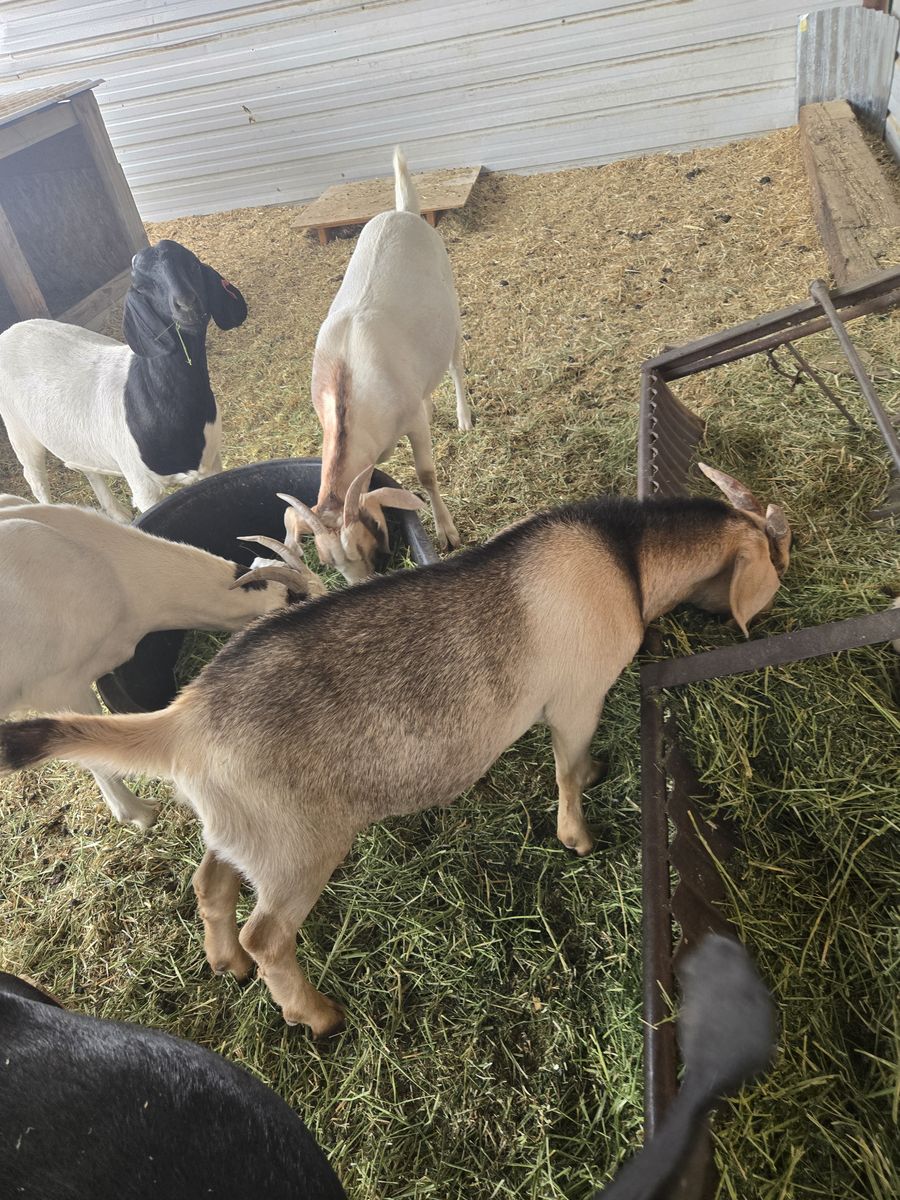 Boer/Kiko Cross Goats