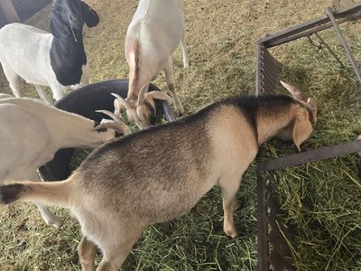 Boer/Kiko Cross Goats