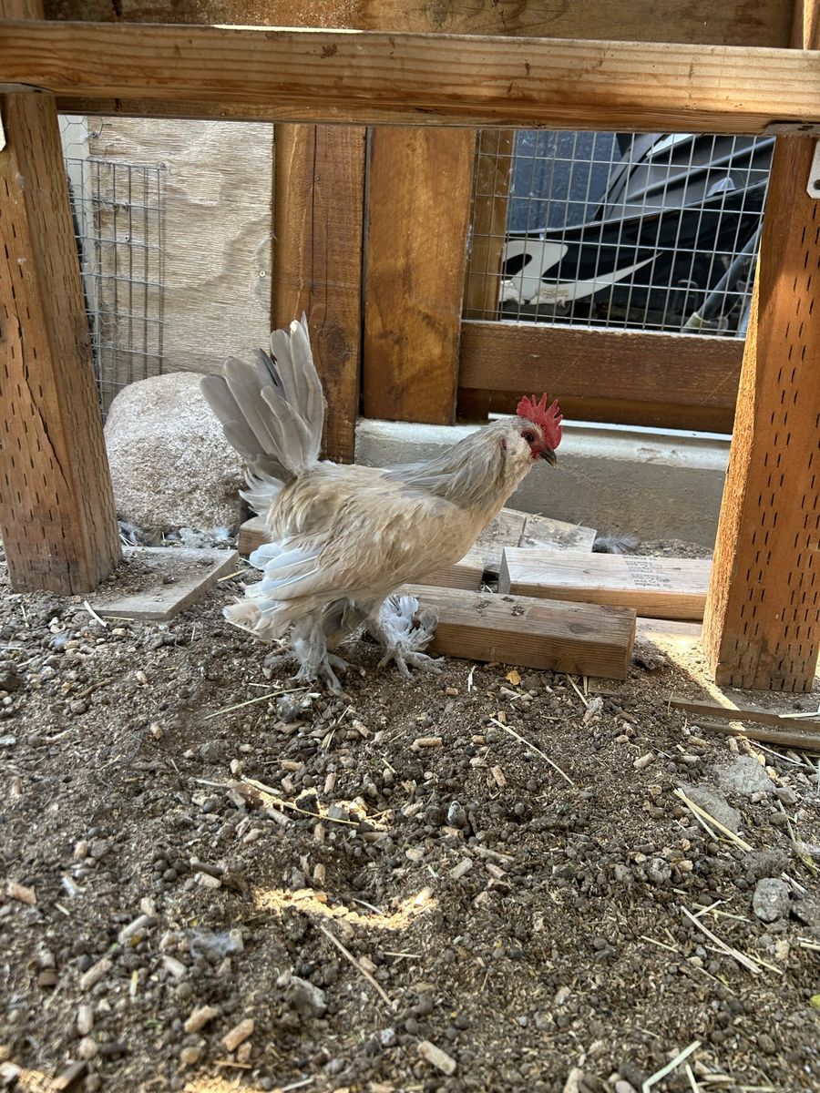 Porcelain d’Uccle Bantam Rooster