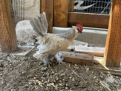 Porcelain d’Uccle Bantam Rooster