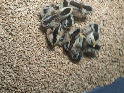 Phoenix bantams ive got some silver and golden phoenix bantam chicks. show quality lines.