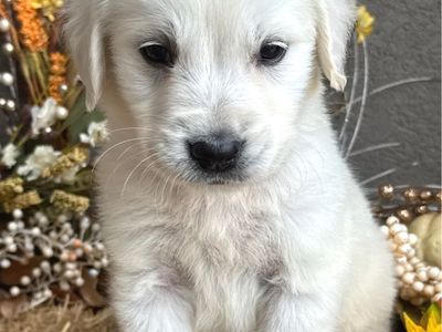 English Cream Golden Retriever Puppies !