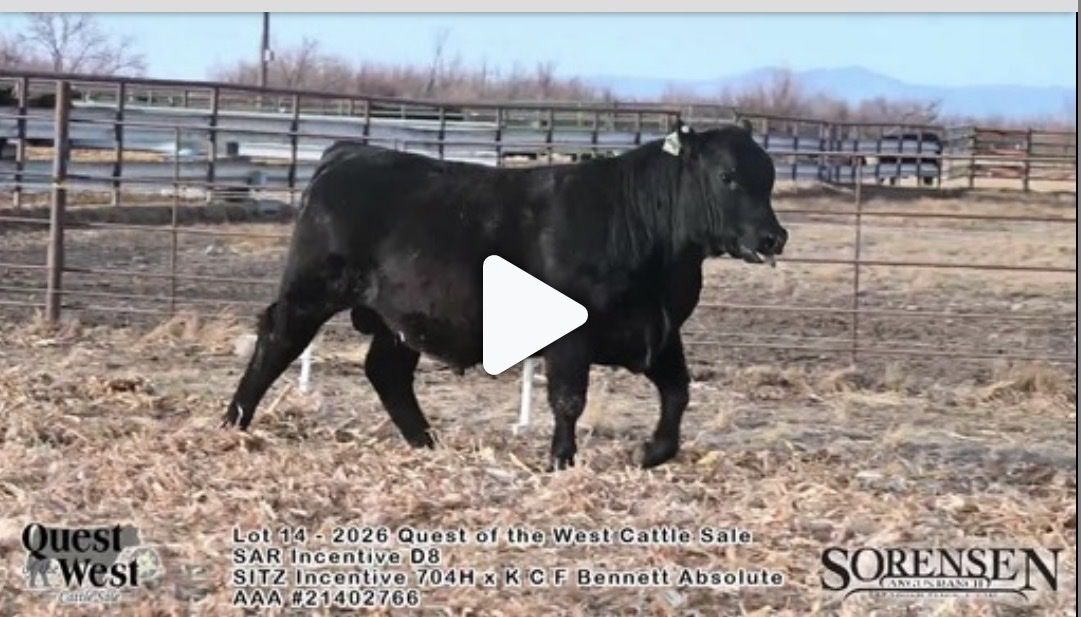 Registered yearling Angus bull