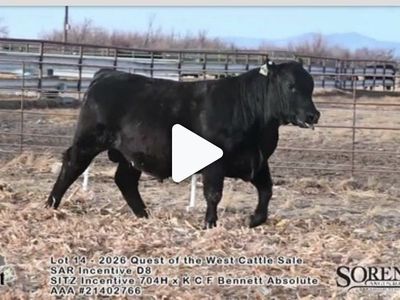 Registered yearling Angus bull
