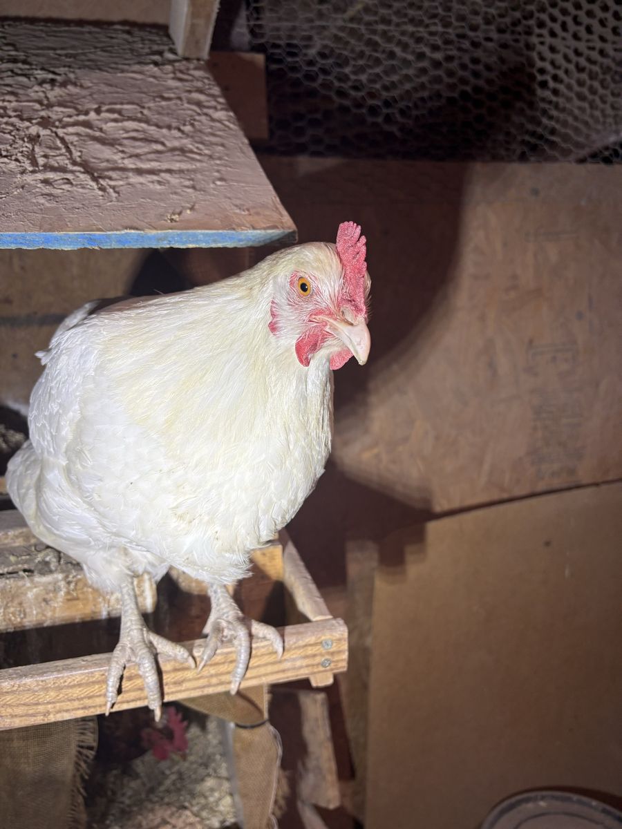 American Bresse Hens