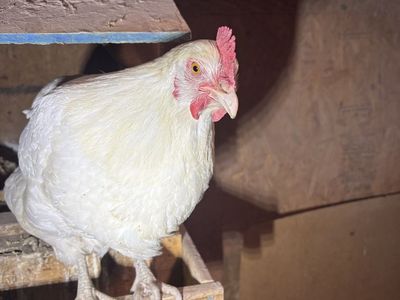 American Bresse Hens