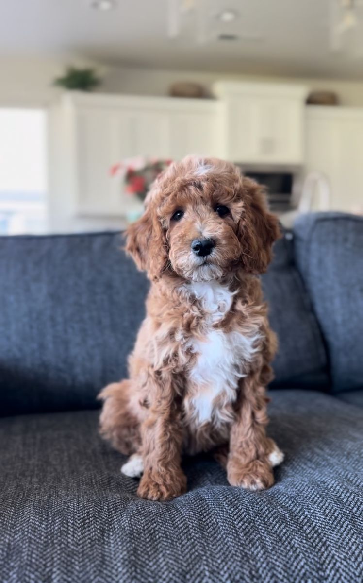 Goldendoodle Puppies- financing available