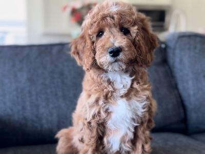 Goldendoodle Puppies- financing available