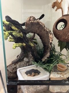 Male Gold Crested Gecko with Enclosure and Complete Supplies